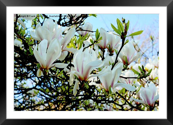  A branch of a large Magnolia Tree. Framed Mounted Print by Frank Irwin