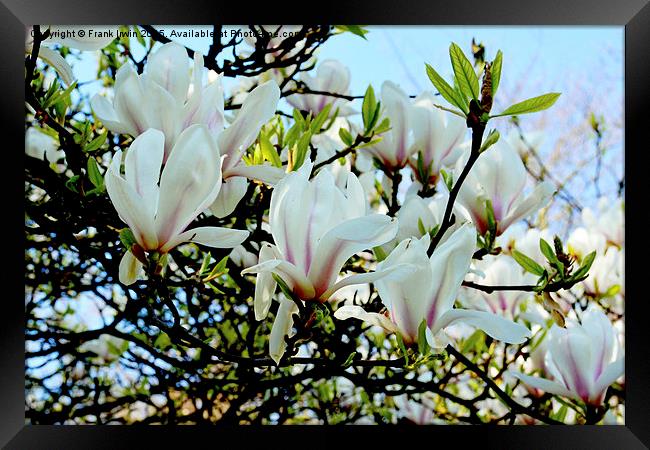  A branch of a large Magnolia Tree. Framed Print by Frank Irwin