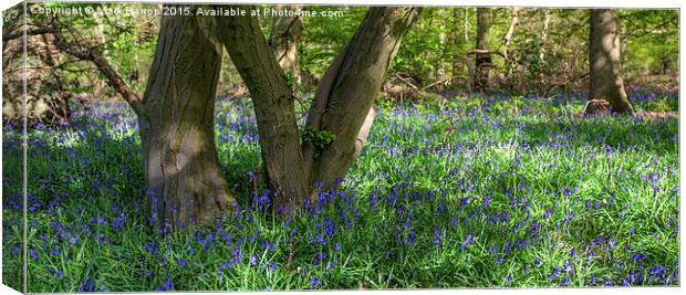  Bluebells and Trees Canvas Print by Mark Harrop