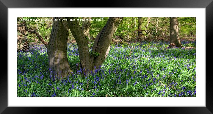  Bluebells and Trees Framed Mounted Print by Mark Harrop