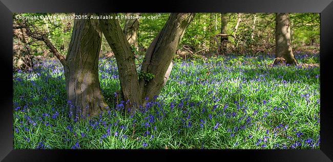 Bluebells and Trees Framed Print by Mark Harrop