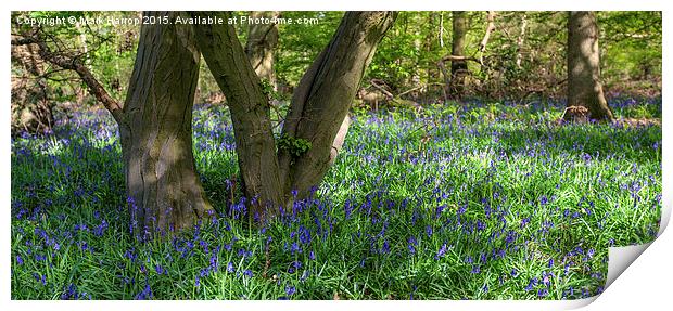  Bluebells and Trees Print by Mark Harrop