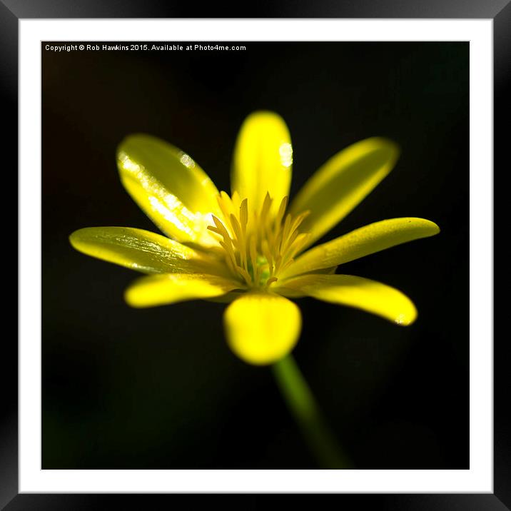  Petals of yellow  Framed Mounted Print by Rob Hawkins