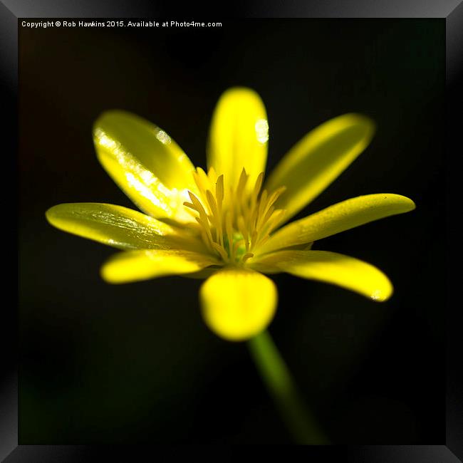  Petals of yellow  Framed Print by Rob Hawkins