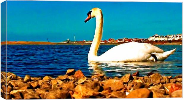 A beautiful swan on the lake  Canvas Print by ken biggs