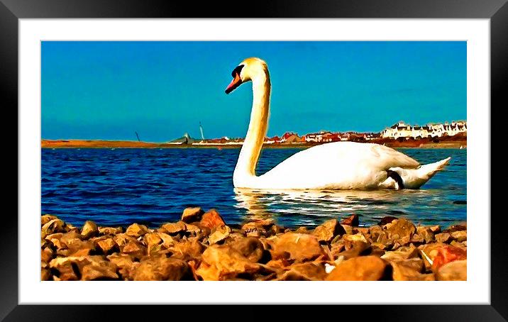 A beautiful swan on the lake  Framed Mounted Print by ken biggs