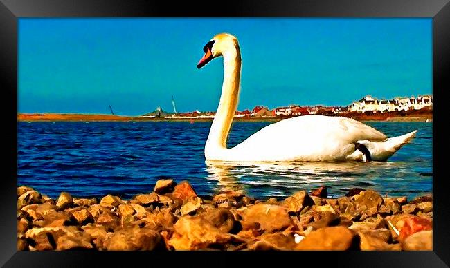 A beautiful swan on the lake  Framed Print by ken biggs