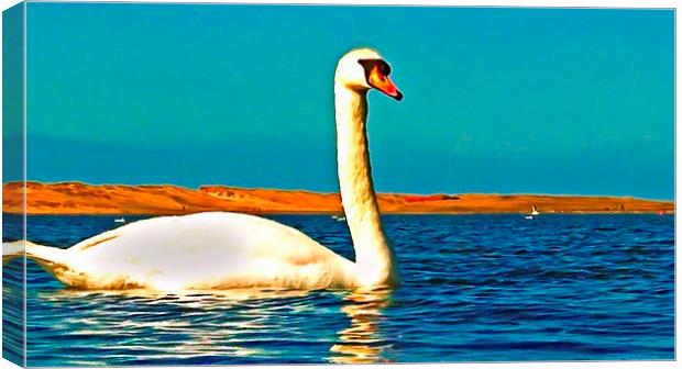 A beautiful swan on the lake  Canvas Print by ken biggs