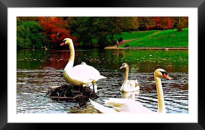 A family of swans on a lake Framed Mounted Print by ken biggs