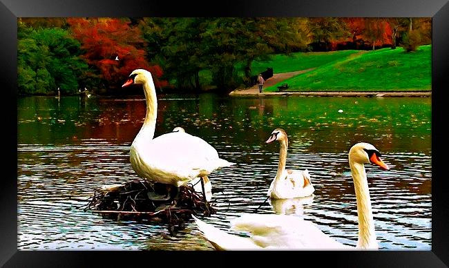 A family of swans on a lake Framed Print by ken biggs