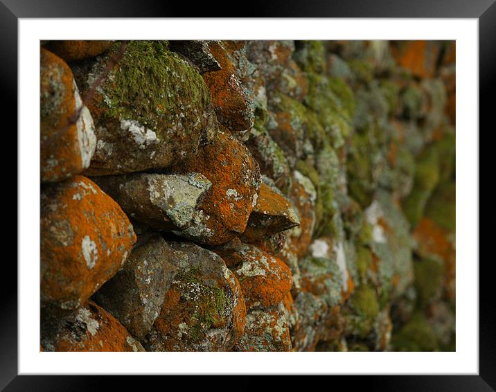 Lichen Covered Wall Framed Mounted Print by Lee Mason