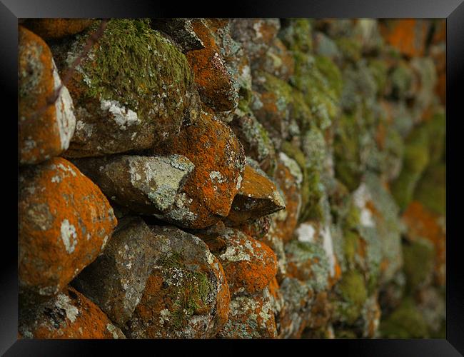 Lichen Covered Wall Framed Print by Lee Mason