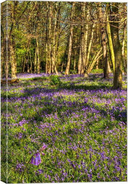  Chalet Wood Wanstead Park Bluebells Canvas Print by David French
