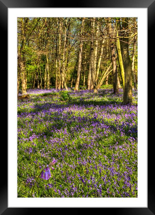  Chalet Wood Wanstead Park Bluebells Framed Mounted Print by David French