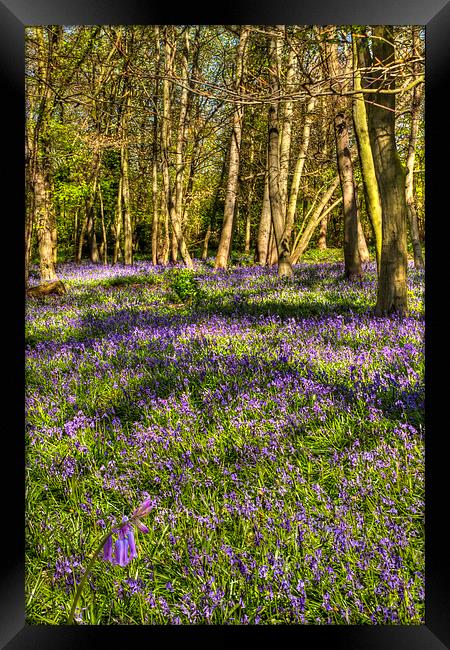  Chalet Wood Wanstead Park Bluebells Framed Print by David French