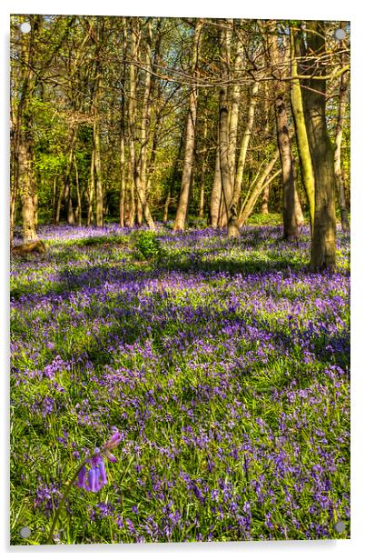  Chalet Wood Wanstead Park Bluebells Acrylic by David French