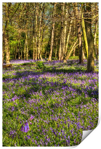  Chalet Wood Wanstead Park Bluebells Print by David French