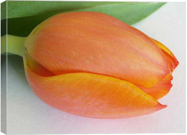 Orange Tulip Canvas Print by Lee Mason