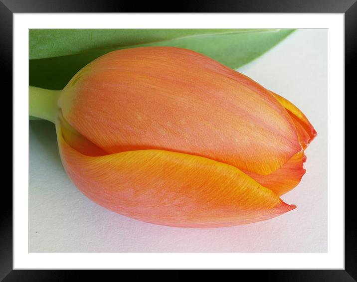 Orange Tulip Framed Mounted Print by Lee Mason