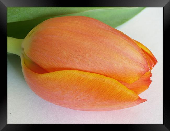 Orange Tulip Framed Print by Lee Mason