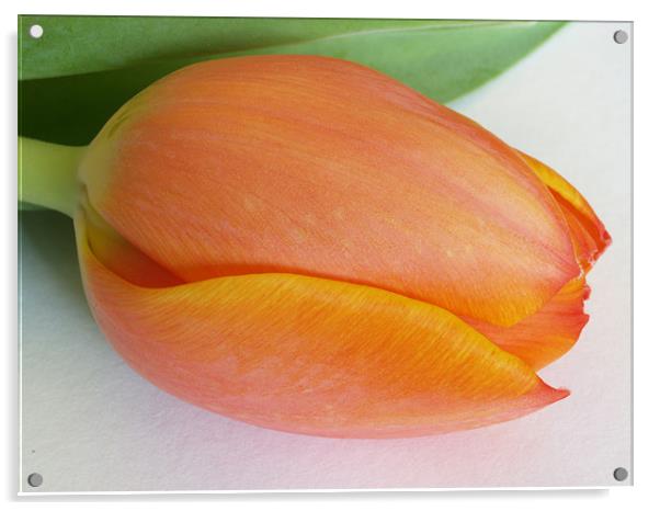 Orange Tulip Acrylic by Lee Mason