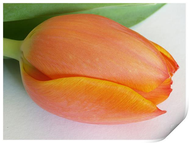 Orange Tulip Print by Lee Mason