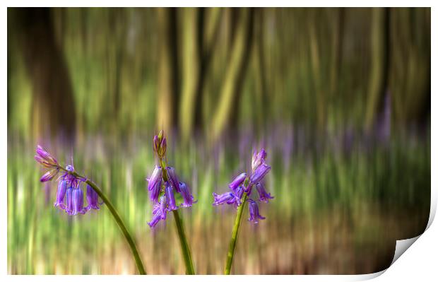 Chalet Bluebell Woods Print by David French