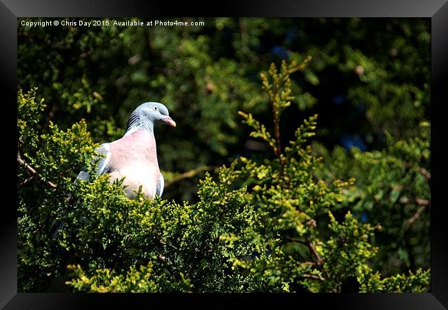 Wood pigeon Framed Print by Chris Day