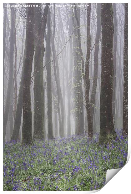 Hooke Bluebell Mist Print by Chris Frost