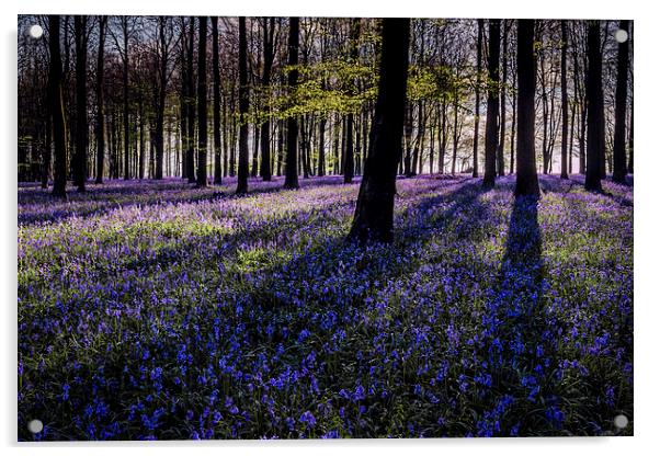  Kings Wood Bluebells Acrylic by Ian Hufton