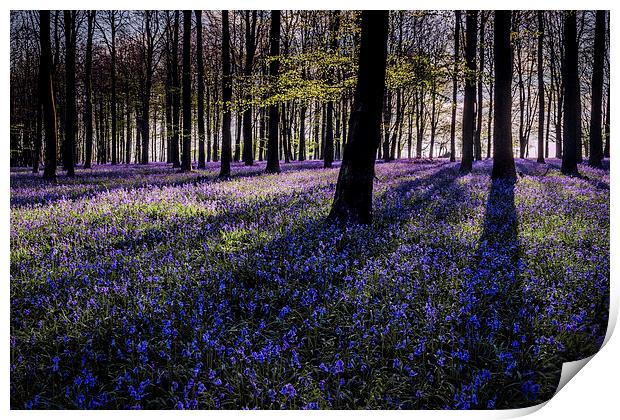  Kings Wood Bluebells Print by Ian Hufton