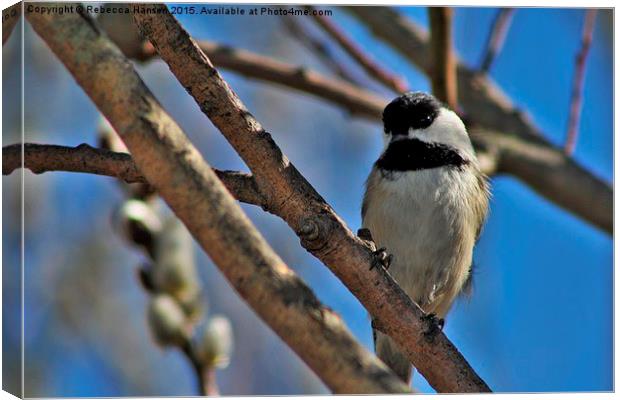 Chickadee in a Willow. Canvas Print by Rebecca Hansen