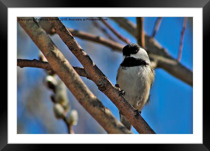  Chickadee in a Willow. Framed Mounted Print by Rebecca Hansen