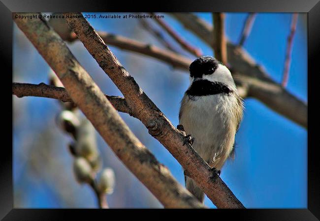  Chickadee in a Willow. Framed Print by Rebecca Hansen