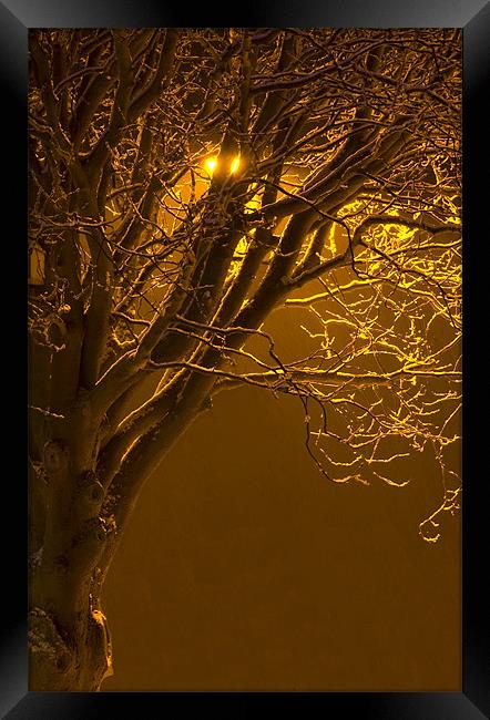 Tree Under Orange Light Framed Print by David Moate