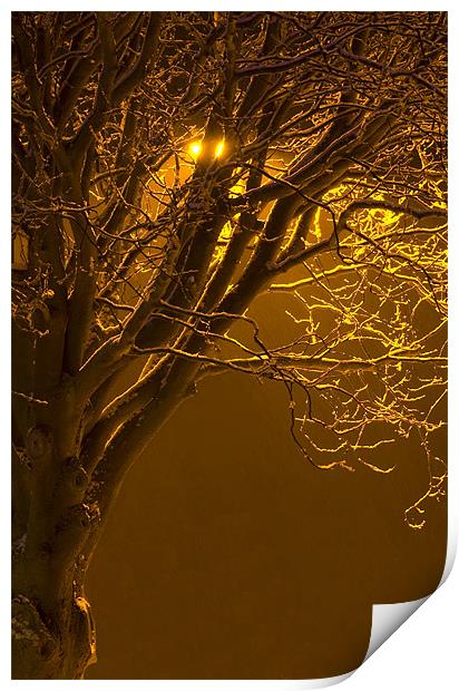 Tree Under Orange Light Print by David Moate