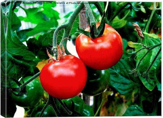 Luscious tomatoes... Canvas Print by Andy Blackburn