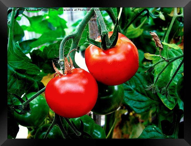 Luscious tomatoes... Framed Print by Andy Blackburn