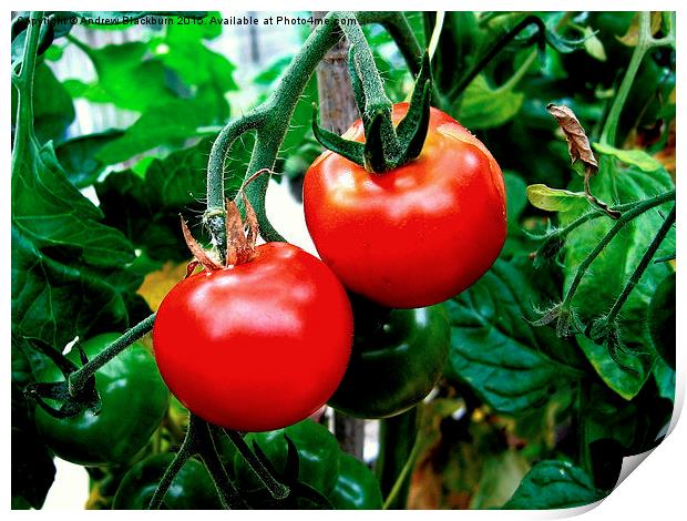 Luscious tomatoes... Print by Andy Blackburn