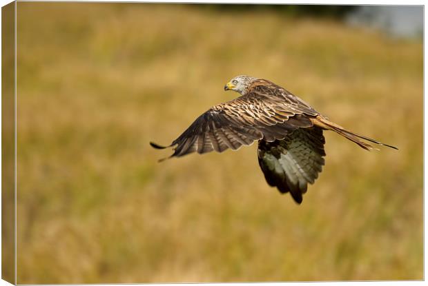  Red Kite in the Meadow Canvas Print by Val Saxby LRPS