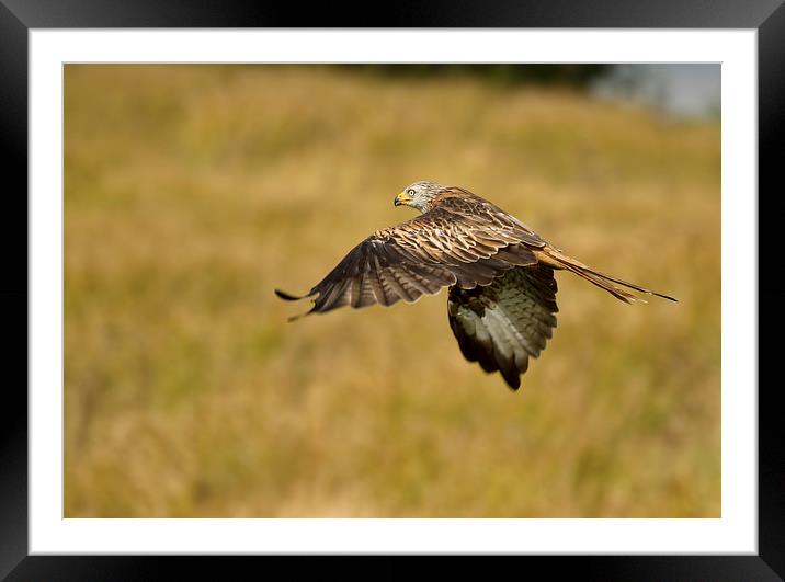  Red Kite in the Meadow Framed Mounted Print by Val Saxby LRPS
