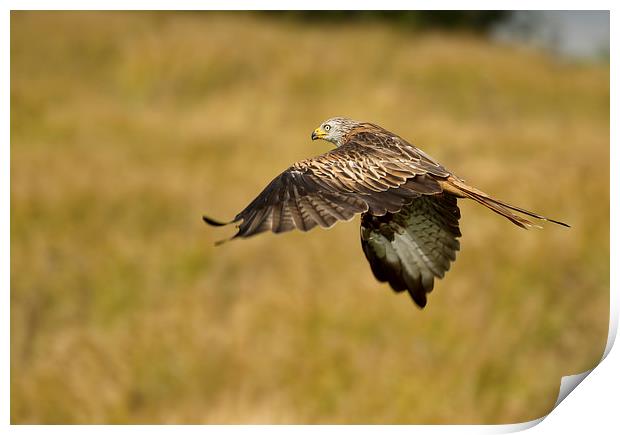  Red Kite in the Meadow Print by Val Saxby LRPS
