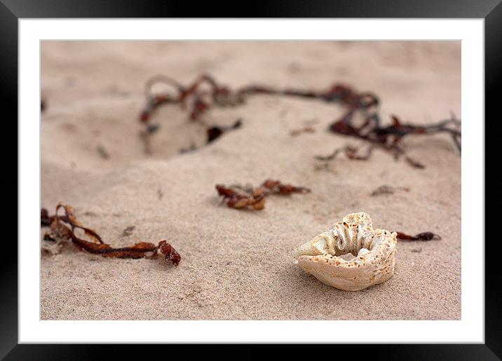  Sandy Beaches Framed Mounted Print by Lauren Pell