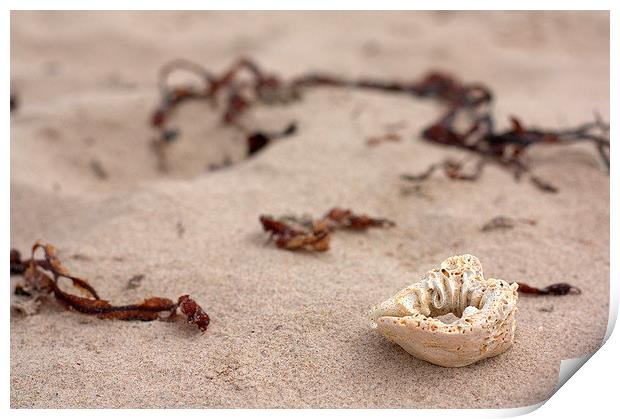  Sandy Beaches Print by Lauren Pell