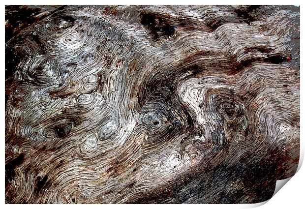 Close Up Driftwood  Print by james balzano, jr.