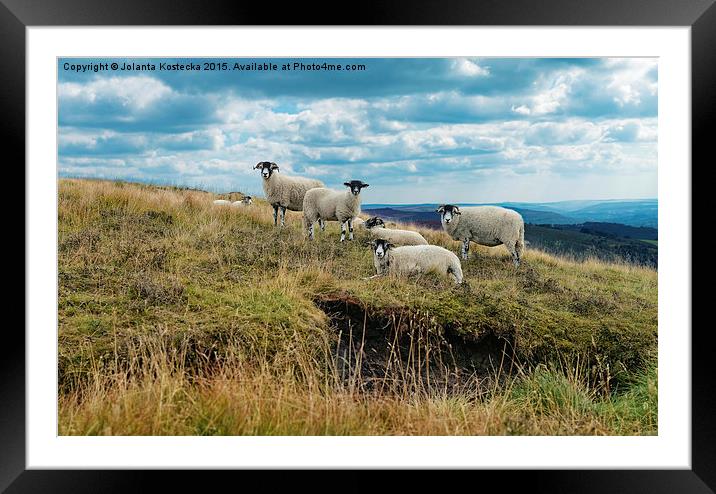  Flock of sheep Framed Mounted Print by Jolanta Kostecka