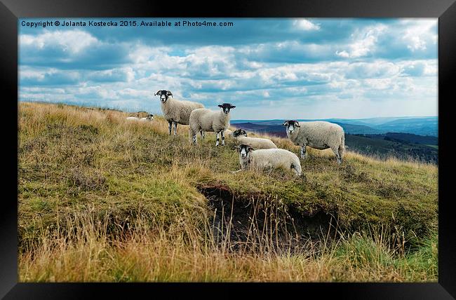  Flock of sheep Framed Print by Jolanta Kostecka
