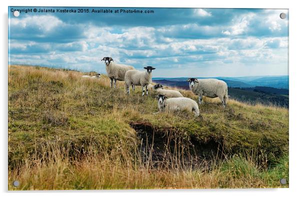  Flock of sheep Acrylic by Jolanta Kostecka