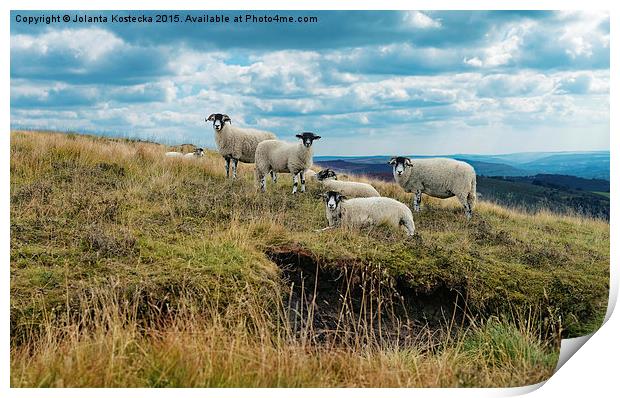  Flock of sheep Print by Jolanta Kostecka