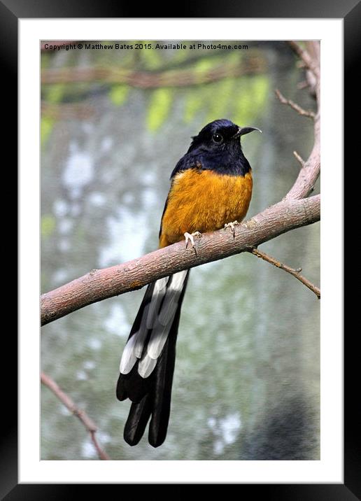 White-rumped Shama Thrush Framed Mounted Print by Matthew Bates